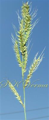  Inflorescence
